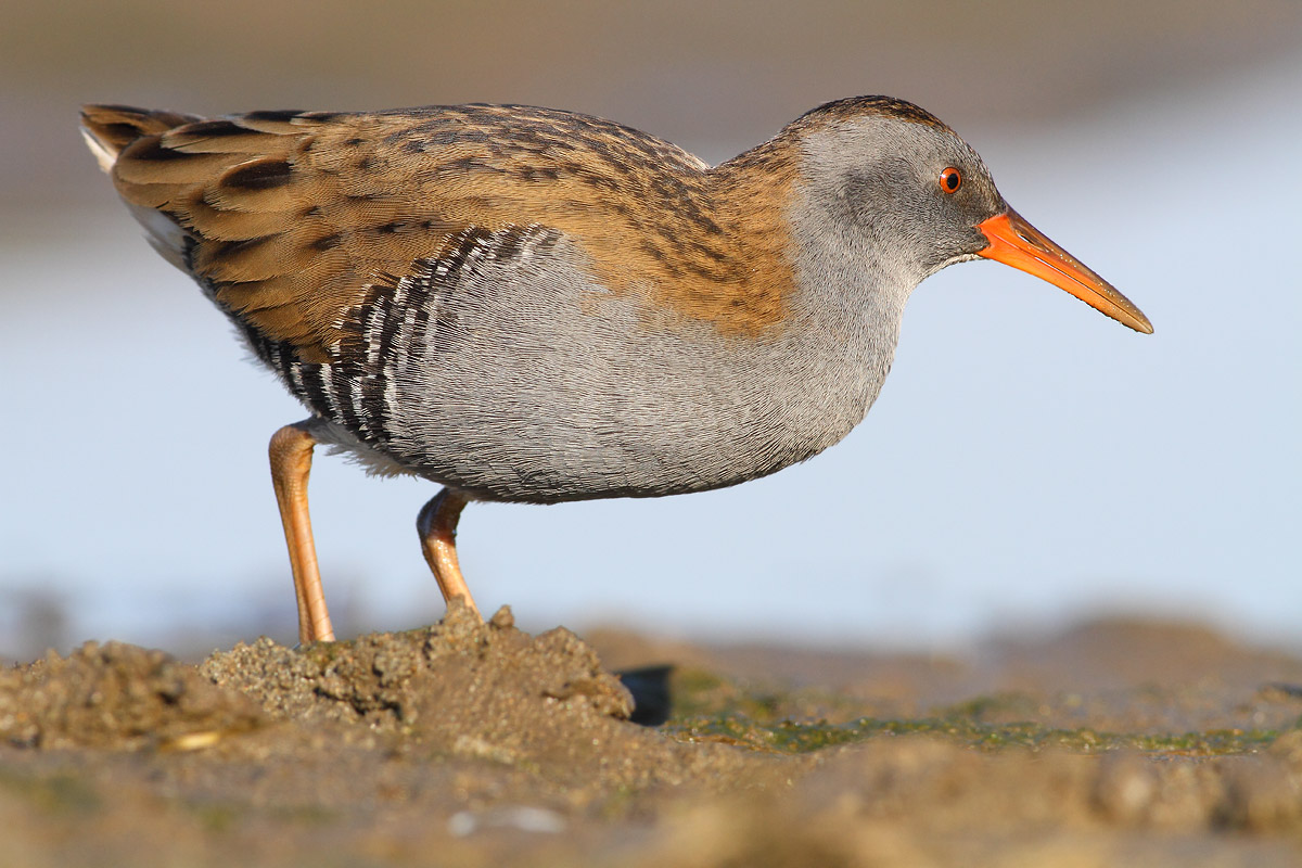 Water Rail