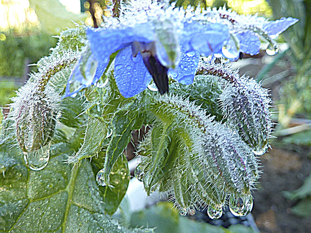 Borage Flower