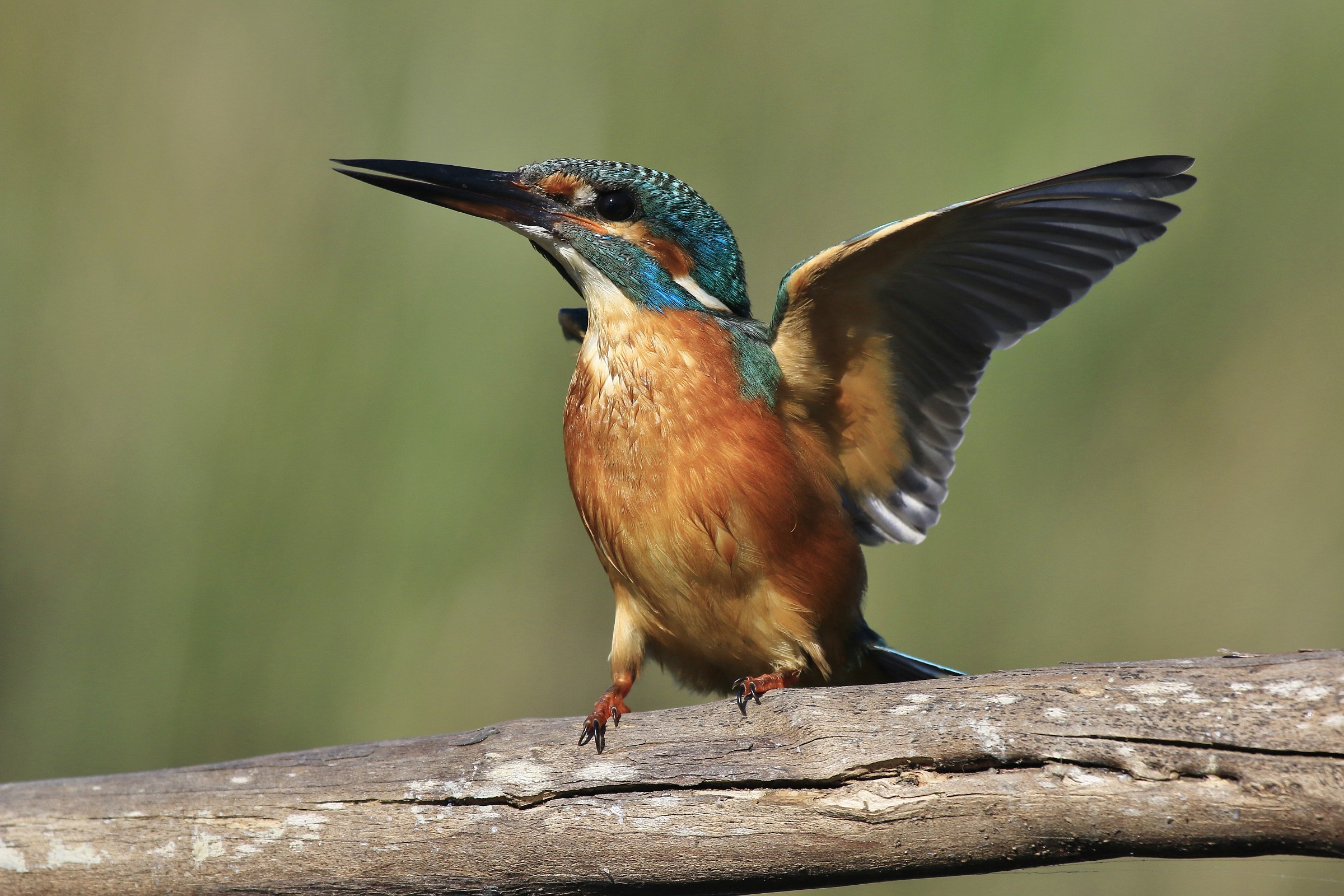 Kingfisher 2014: here I am!