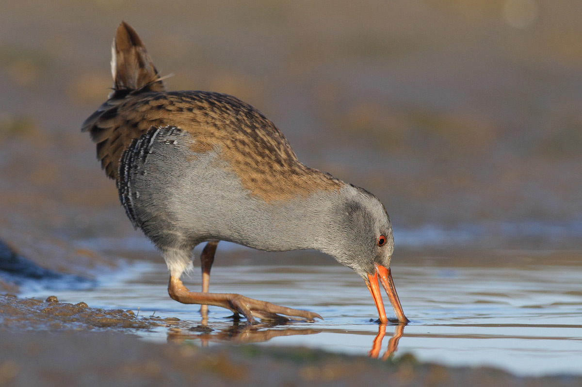 Water Rail