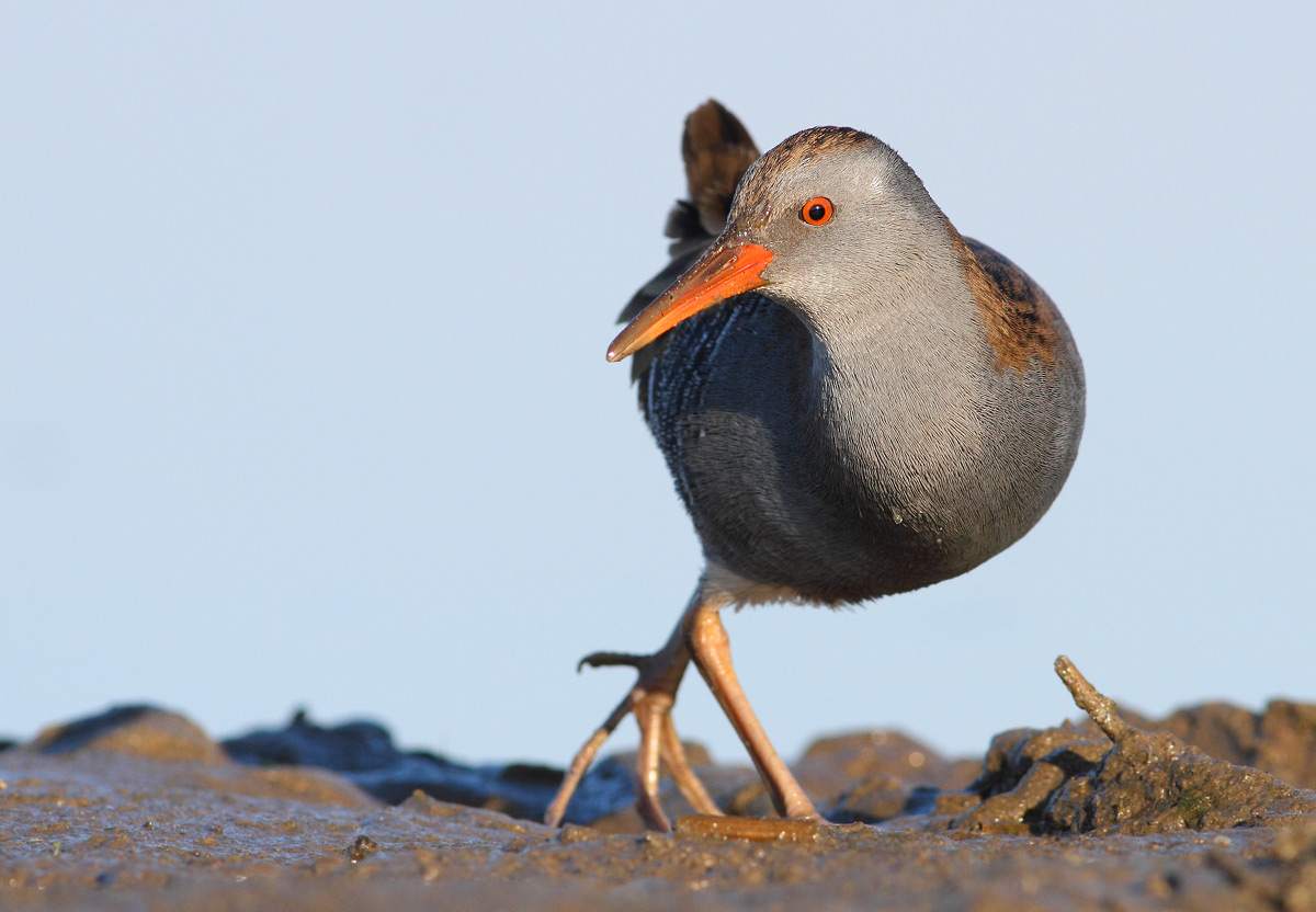 Water Rail
