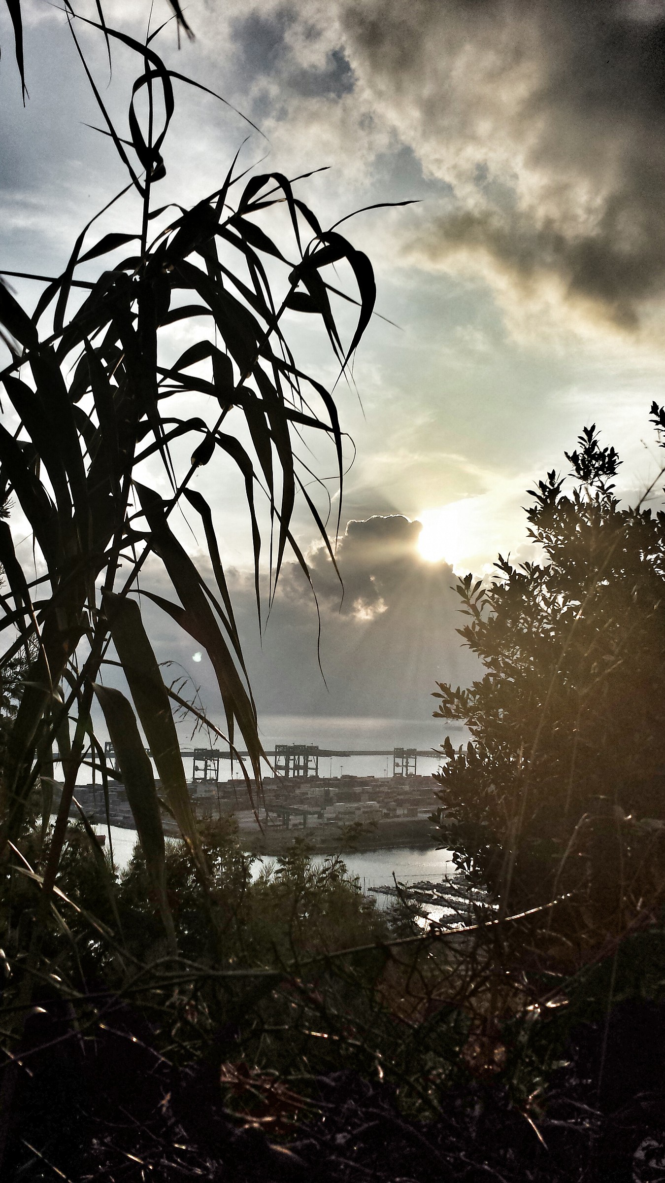 Among the fresh branches ....