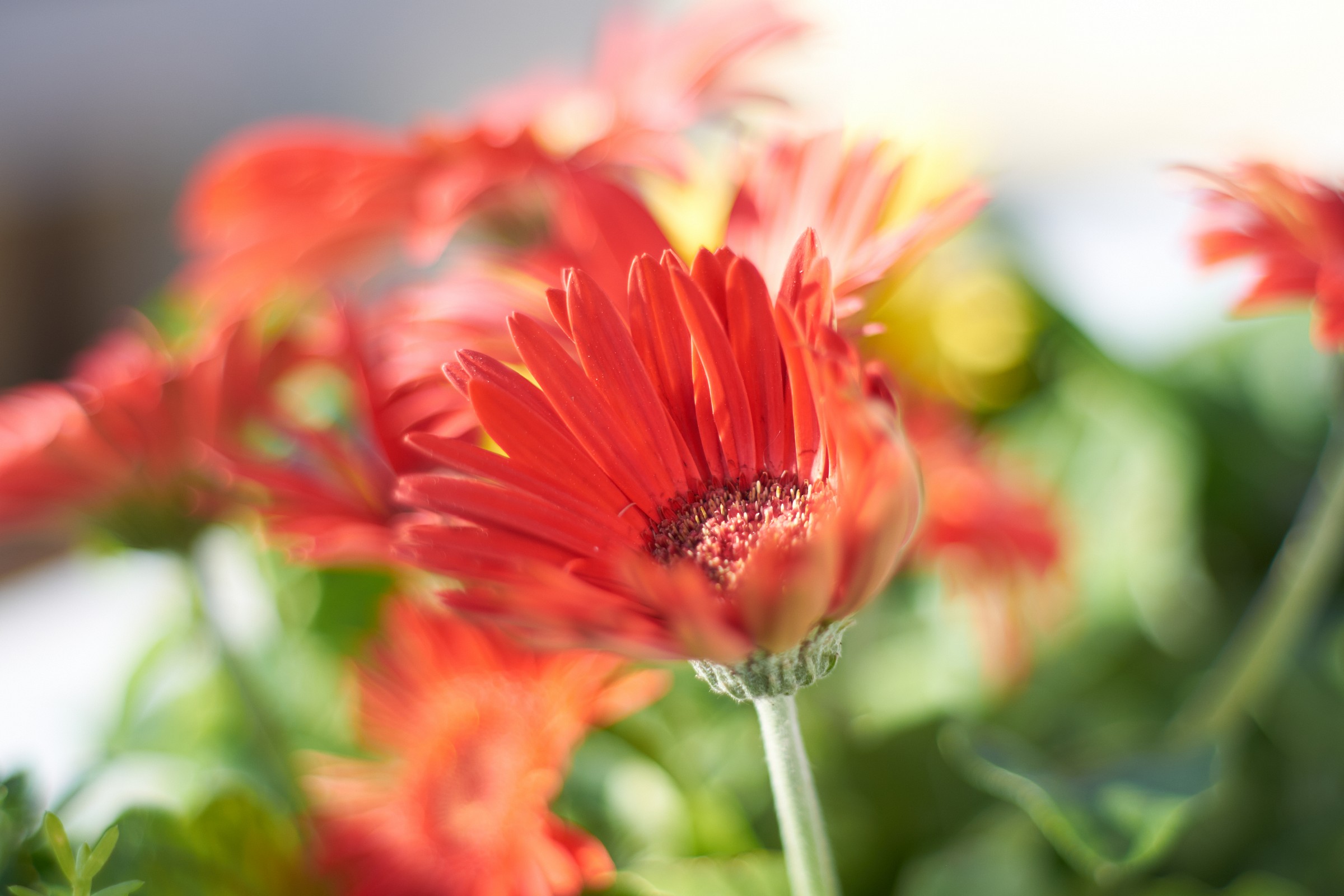 Gerbera 01