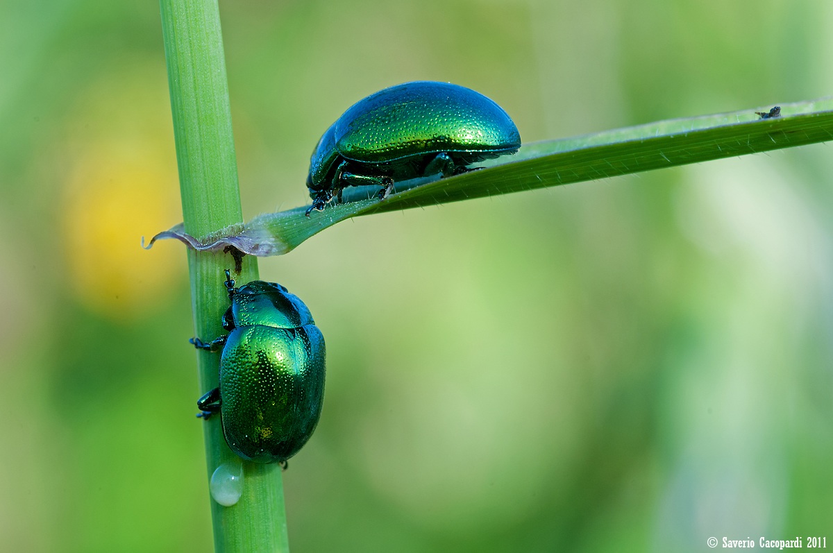 Chrysolina herbacea