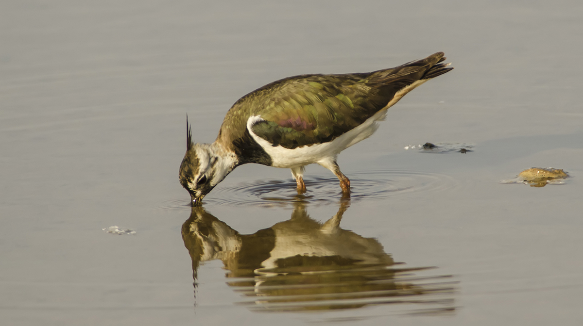 Pavoncella un po' vanitosa