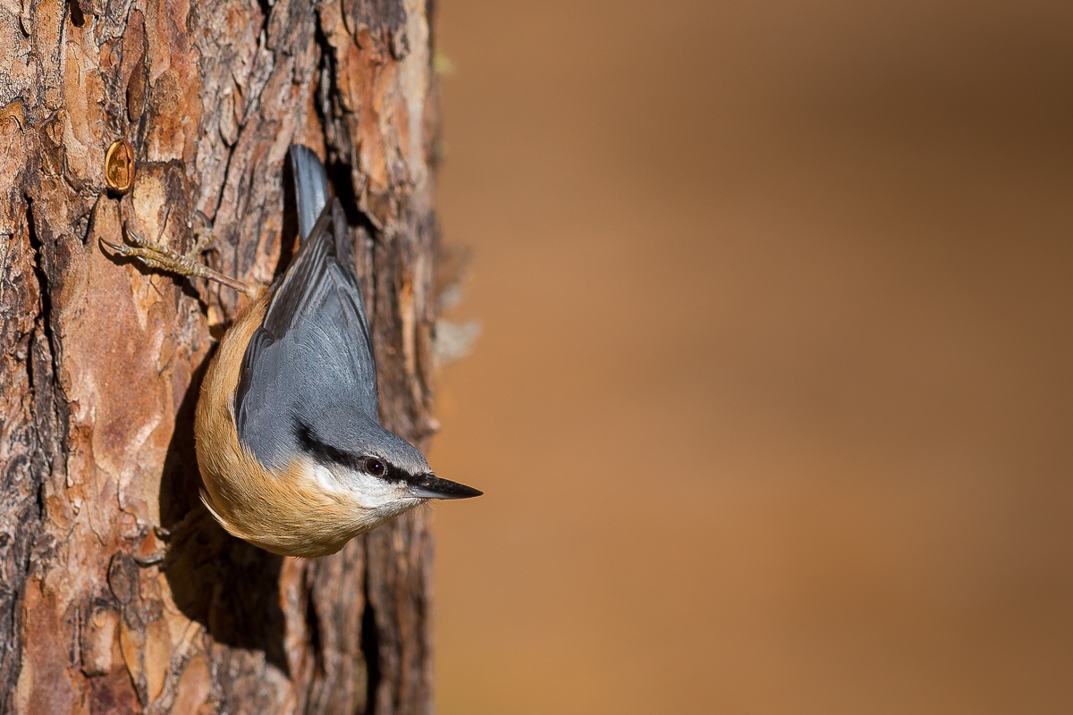 Pronto a spiccare il volo
