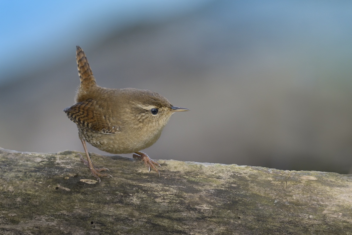 Wren