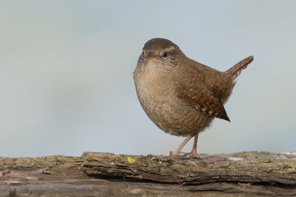 Wren