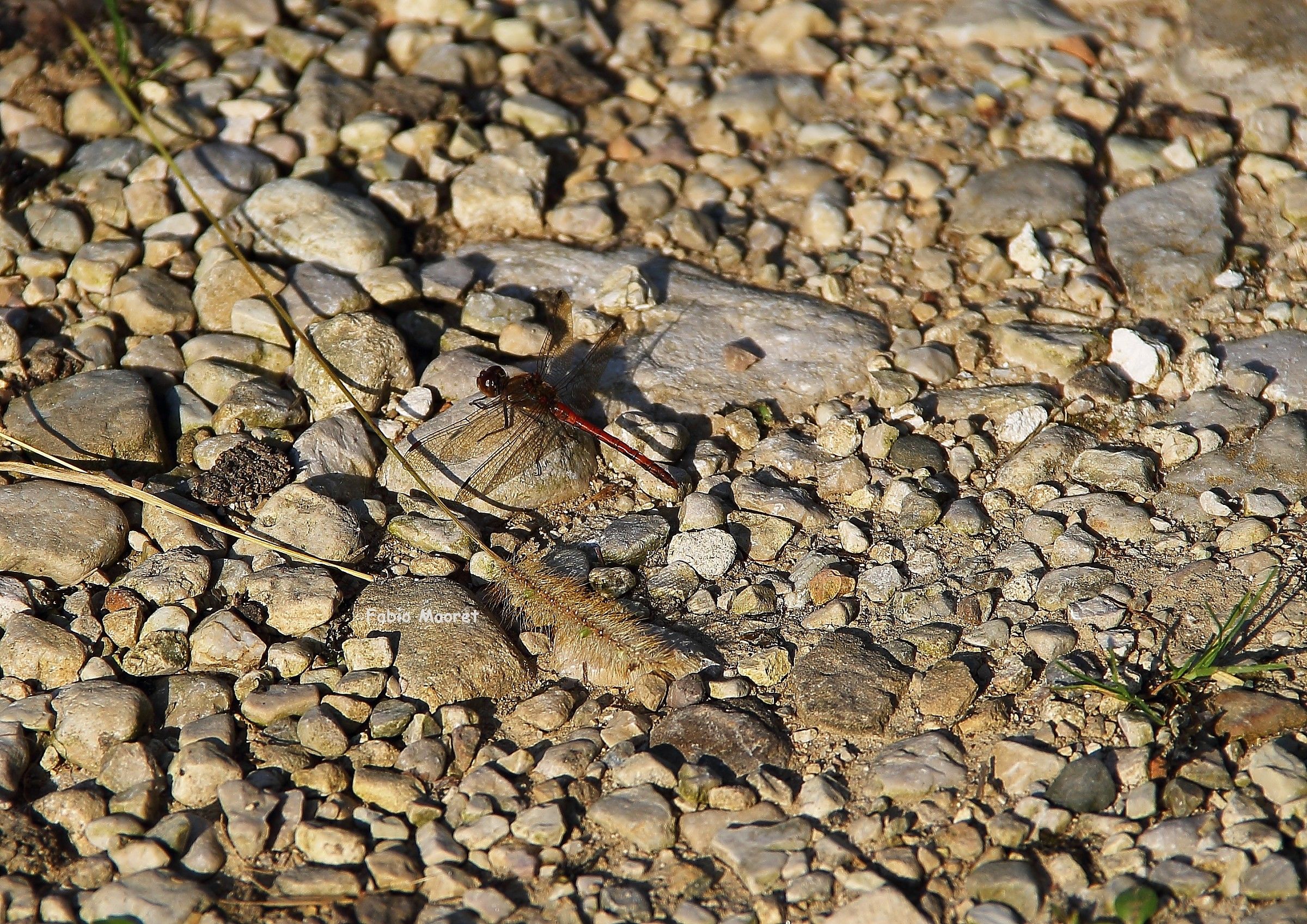 Libellula In Riposo