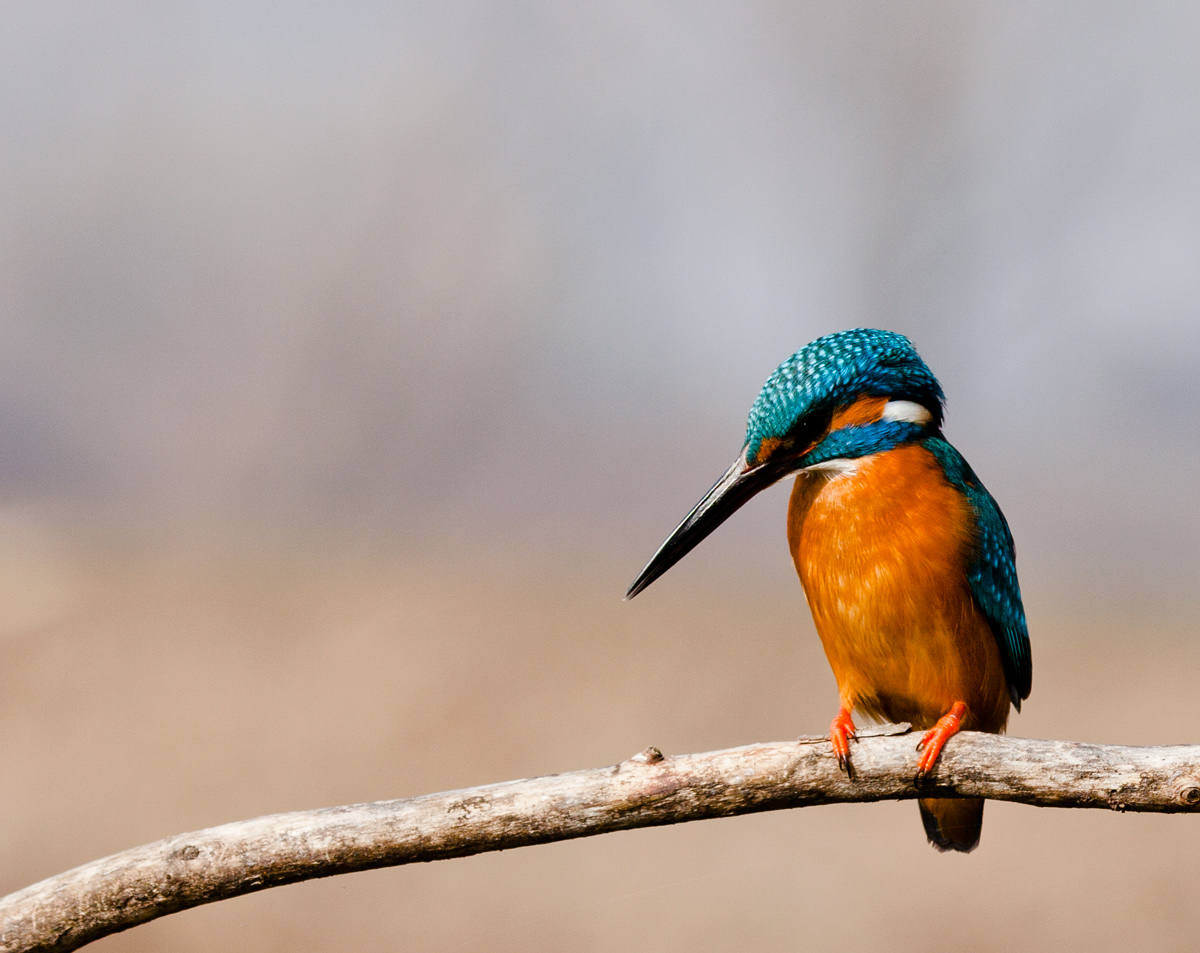 il mio primo martino!