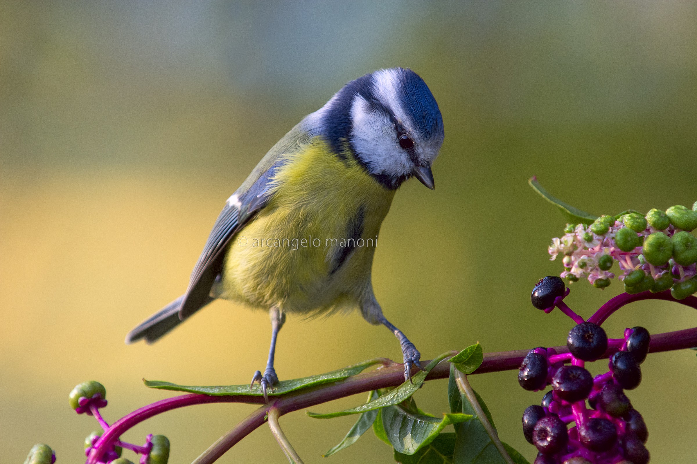 Cinciarella fra l'uva di spagna