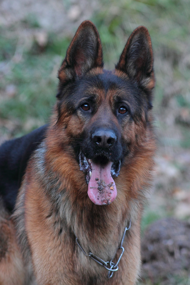 Bleh! - German Shepherd