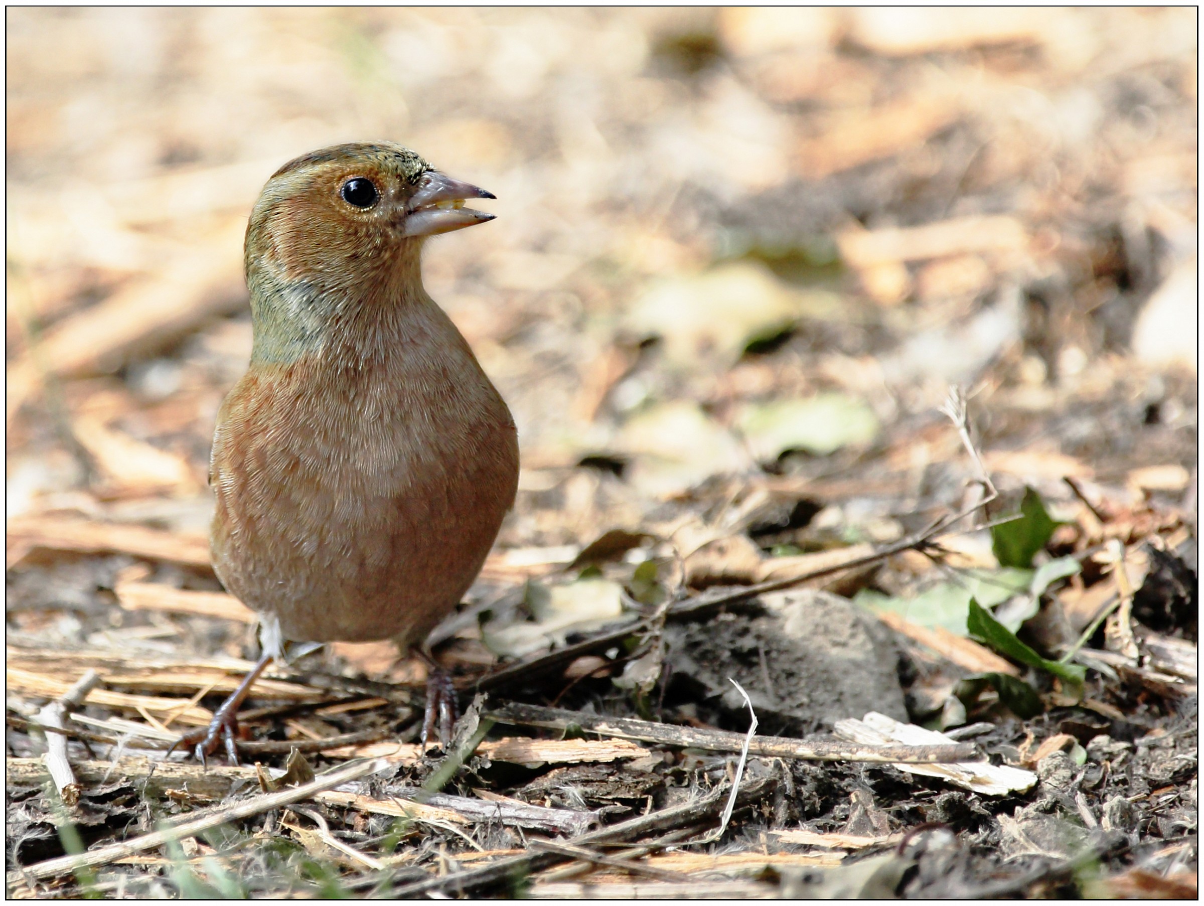 Finch (Female)