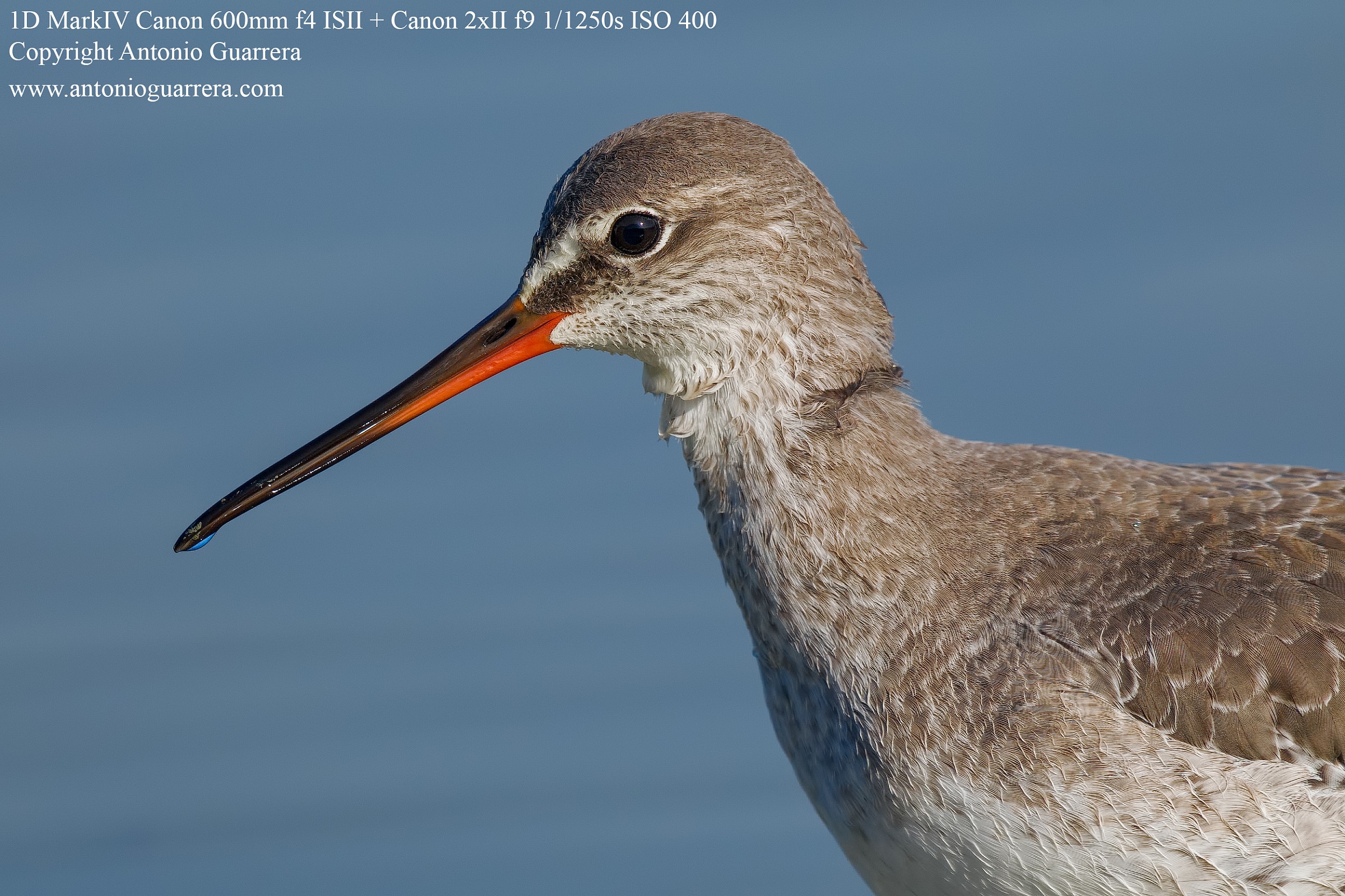 Spotted Redshank