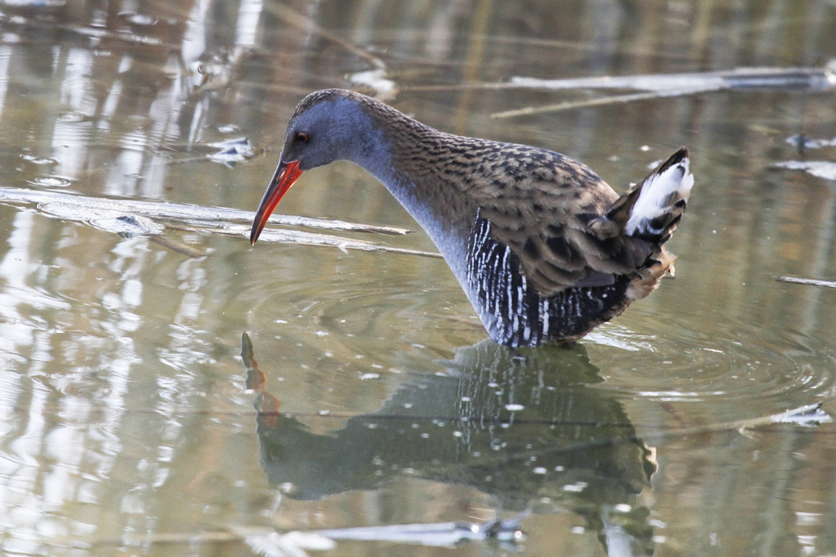 The water rail