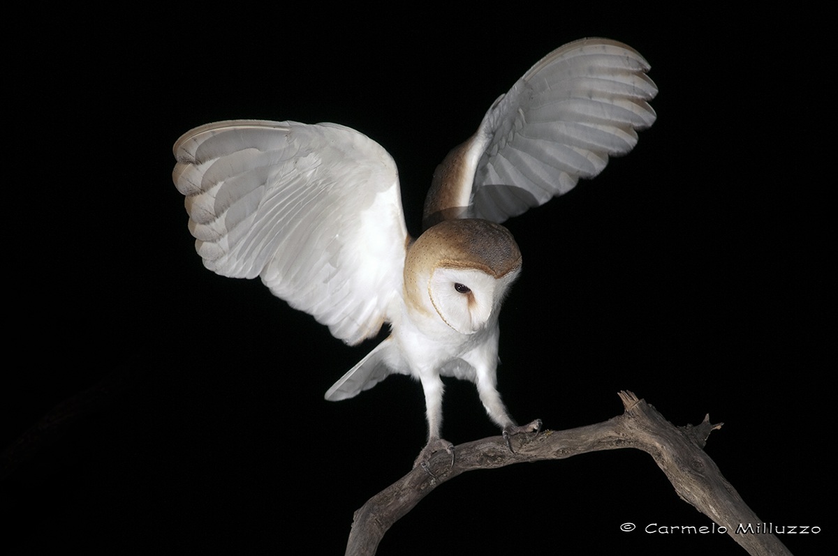Barn Owl  -Barbagianni-