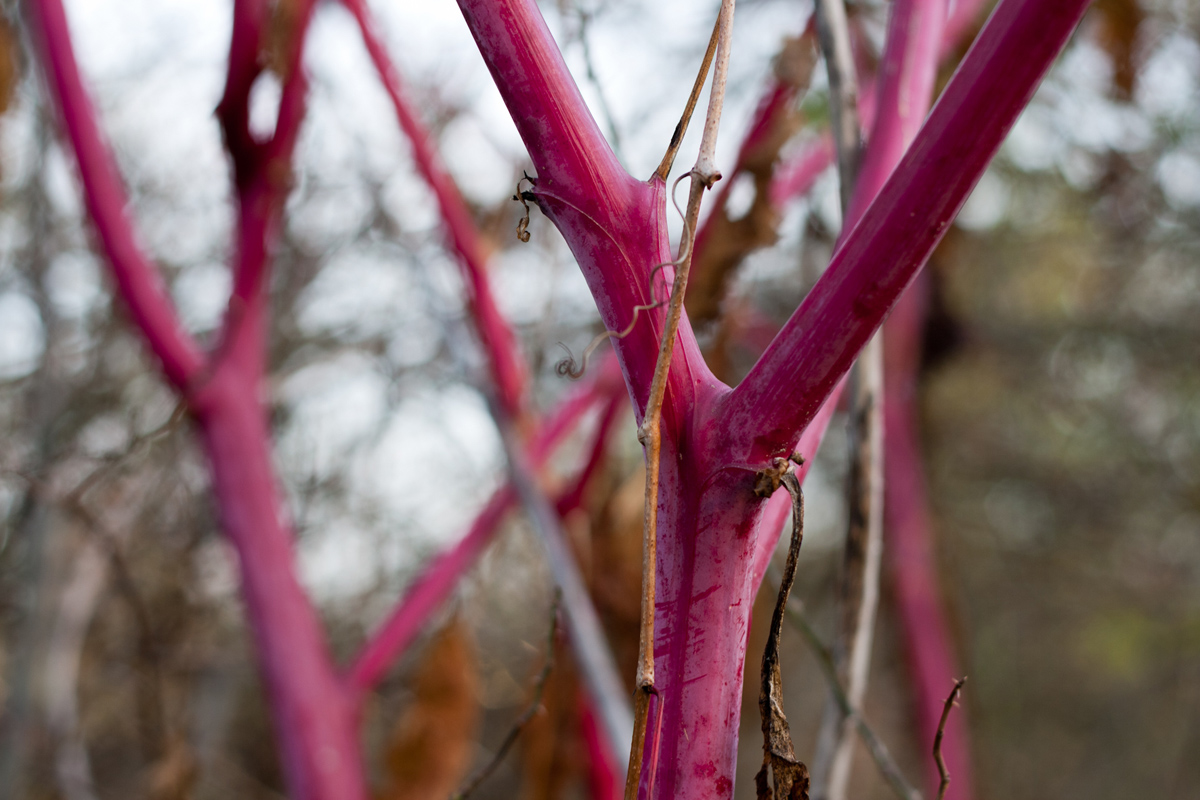 Purple boughs