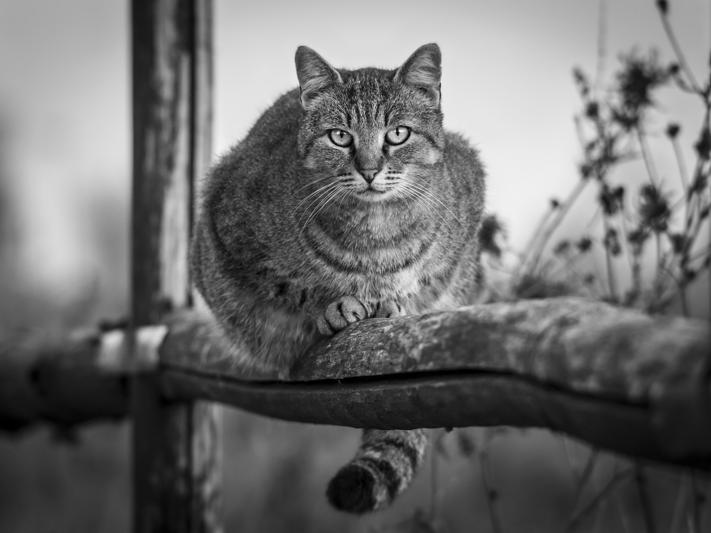 sguardo felino