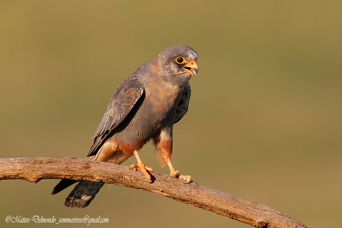 Hawk Cuckoo