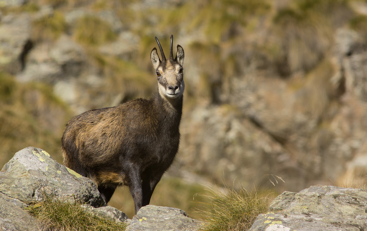 Chamois