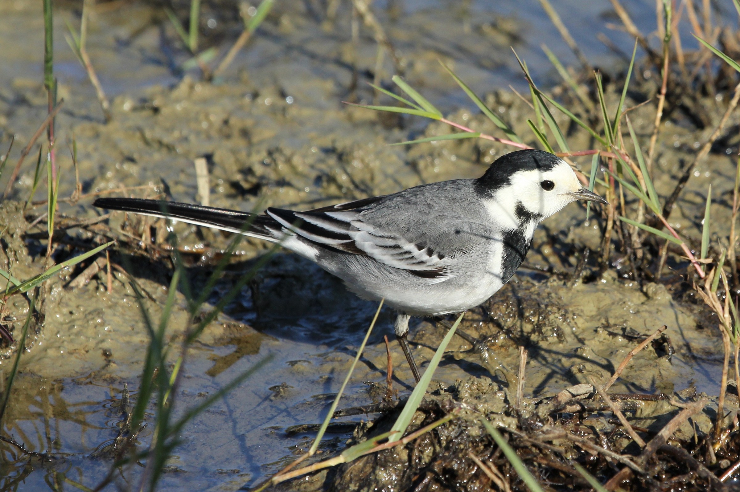 Motacilla alba