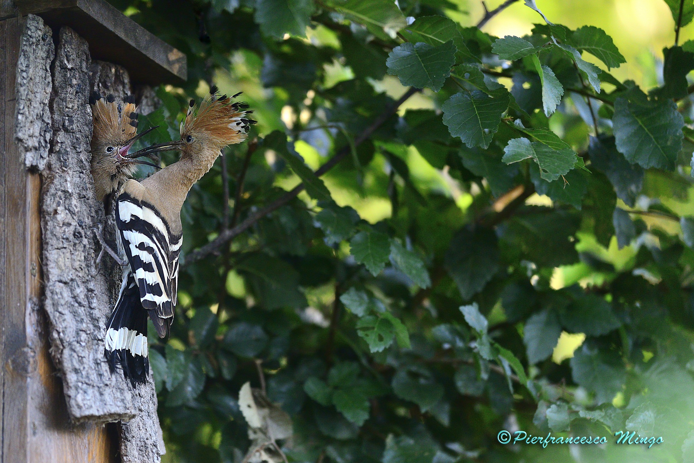 un nido artificiale per l'upupa