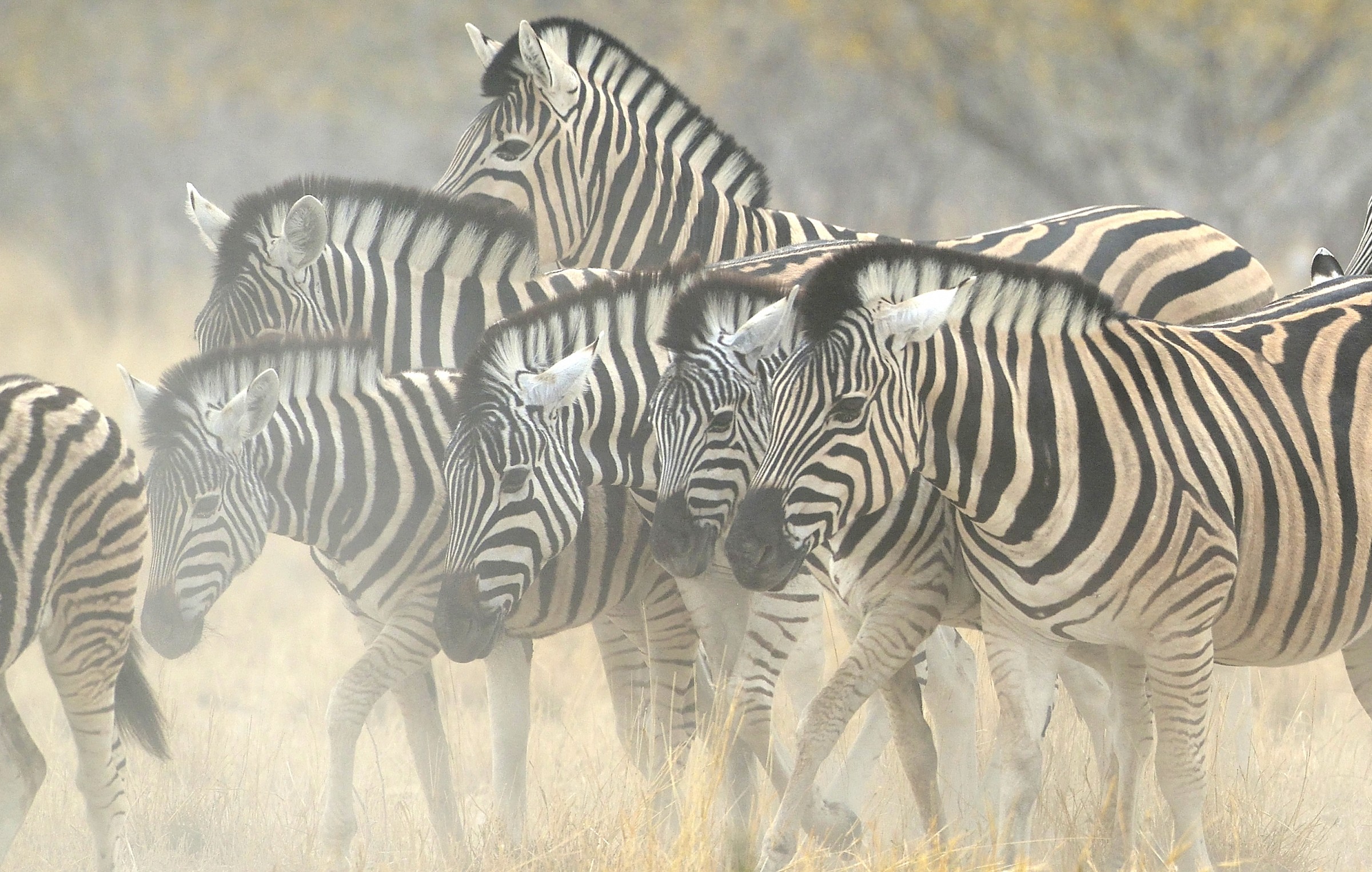 Etosha - Zebre nella plovere