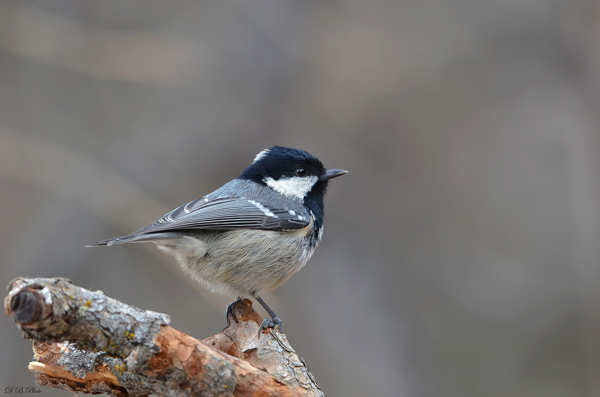 Coal Tit - Periparus Ater