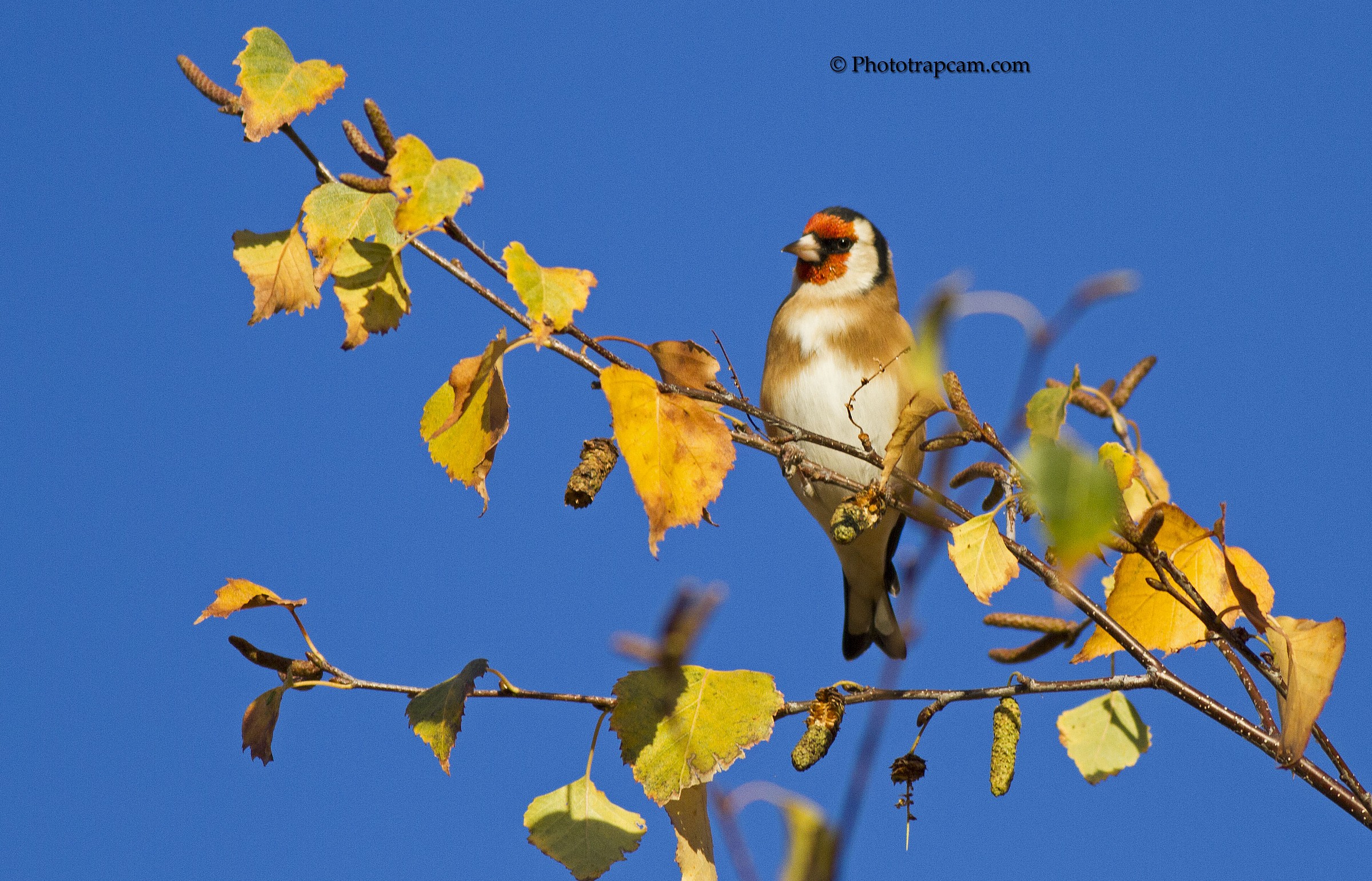 Goldfinch