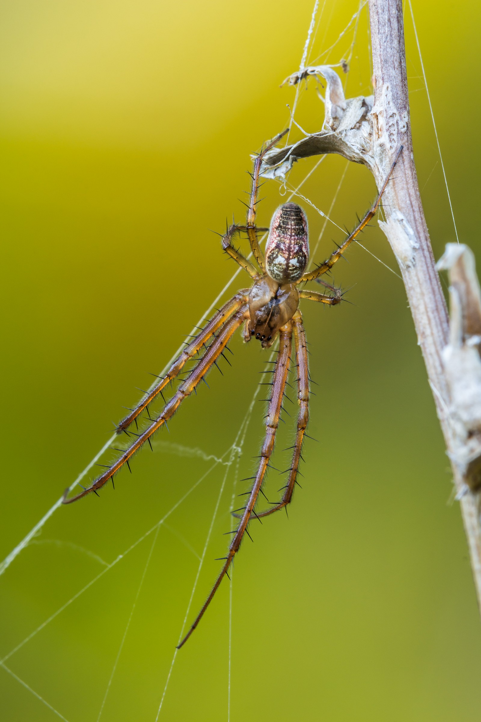 Metellina segmented (male)