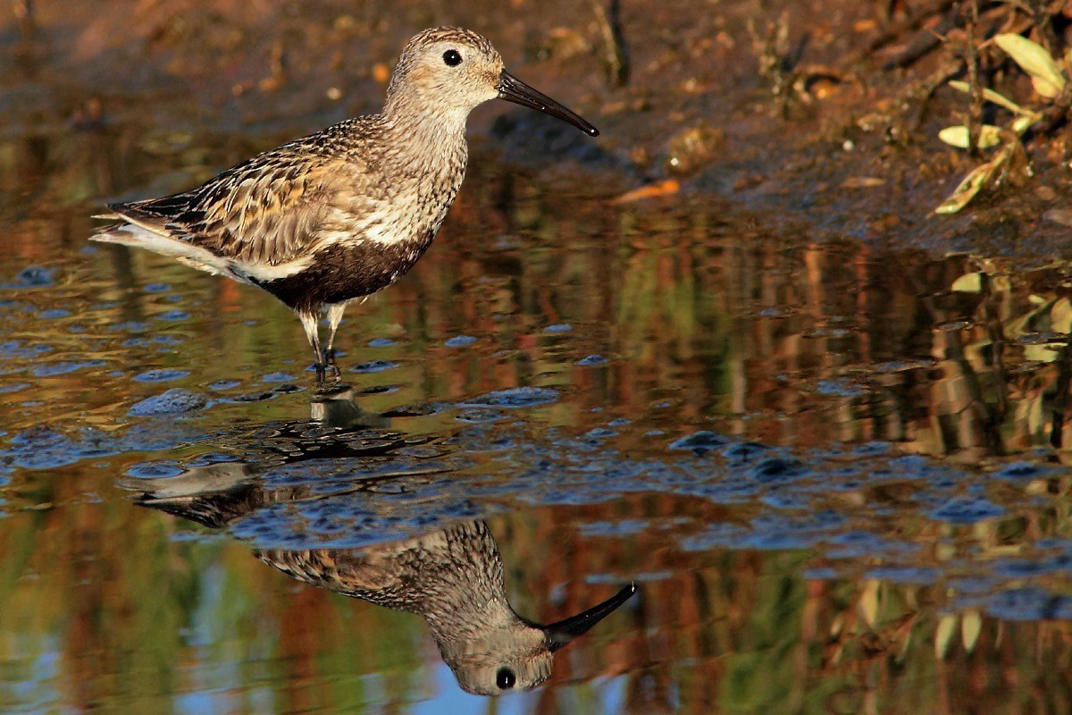 Dunlin