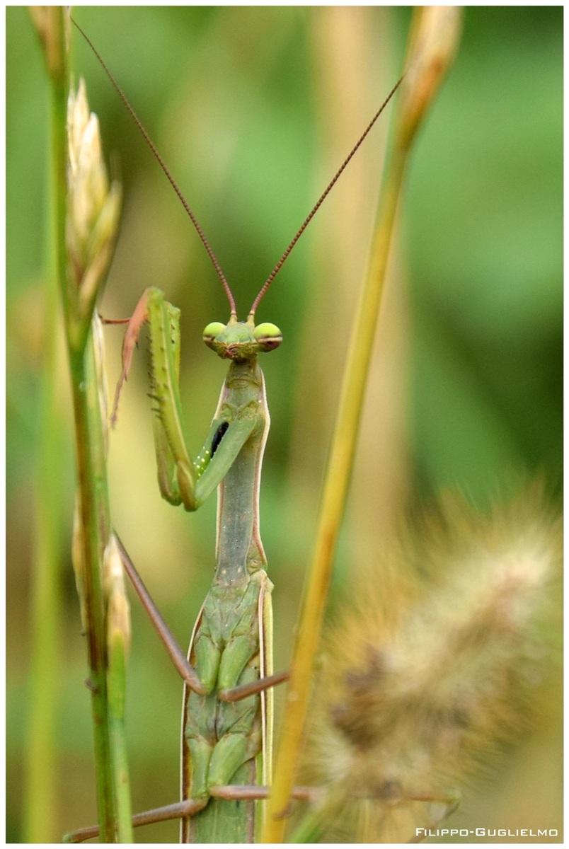 cos' you have to watch!