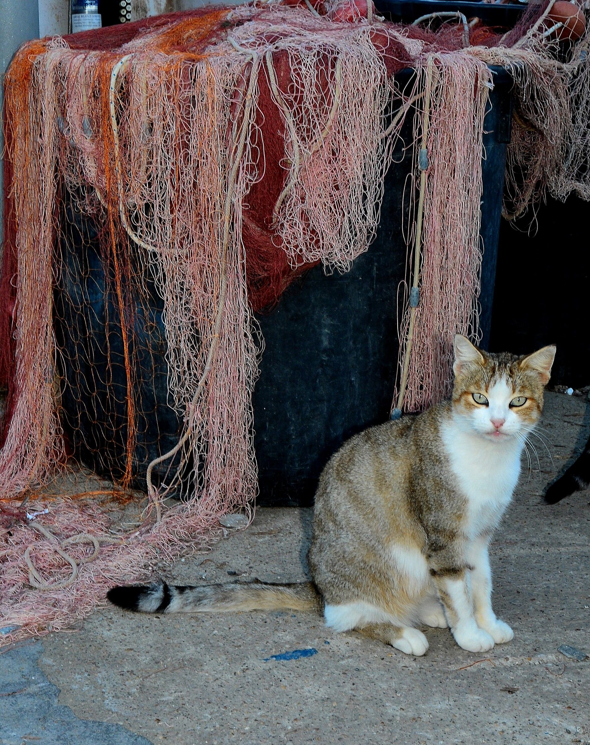Aspetto il pescatore....