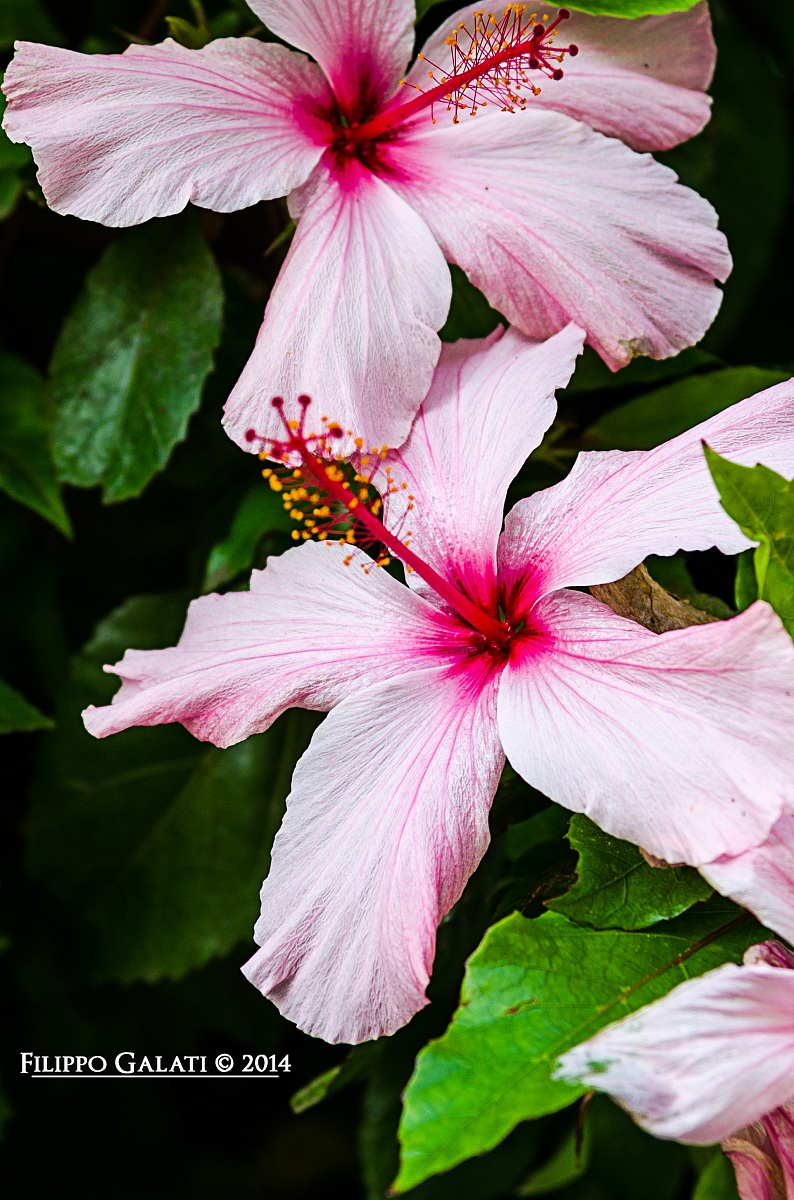 Hibiscus