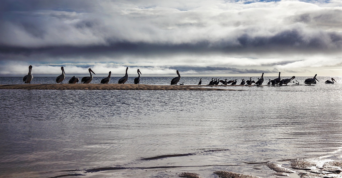 Pelicans in Shark Bay (Western Australia)
