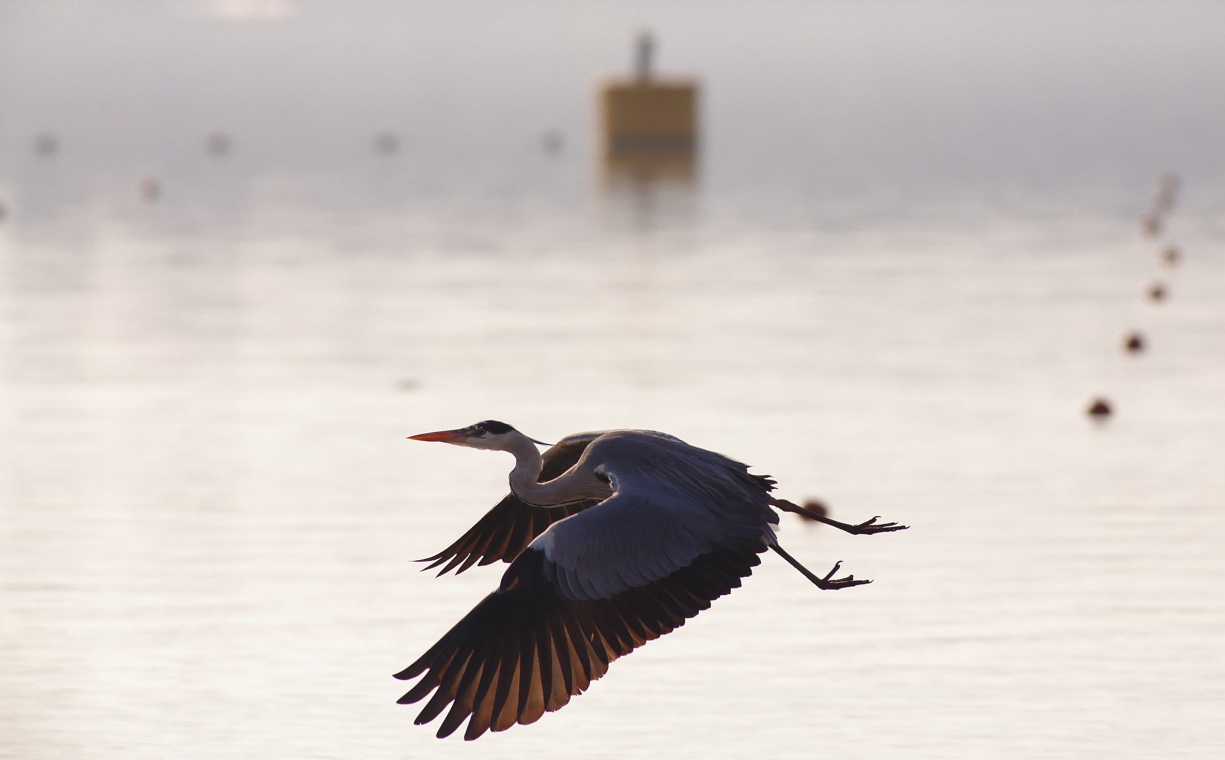 airone/lago di Varese