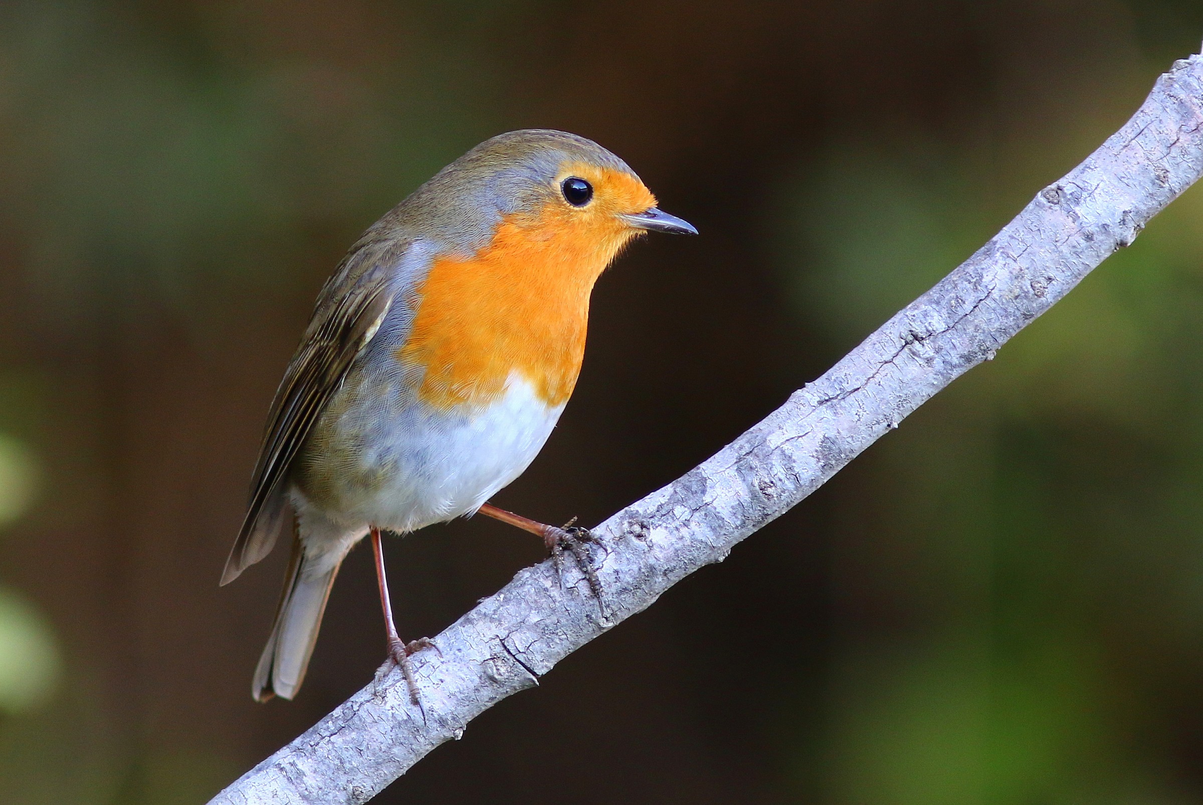 Portrait of a Robin