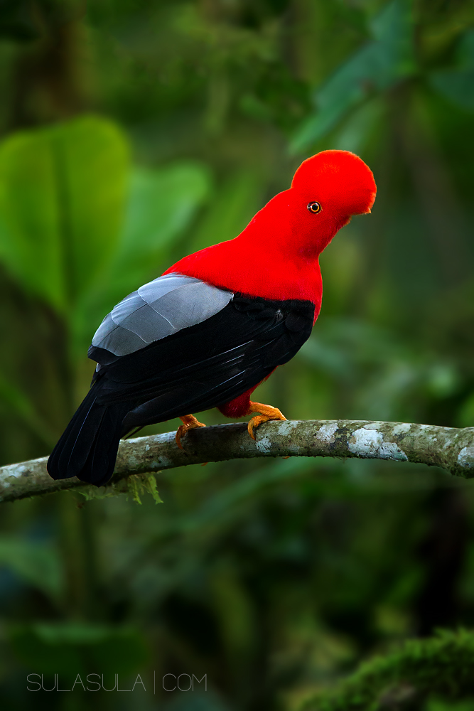 Cock-of-the-Rock | Ecuador 2014