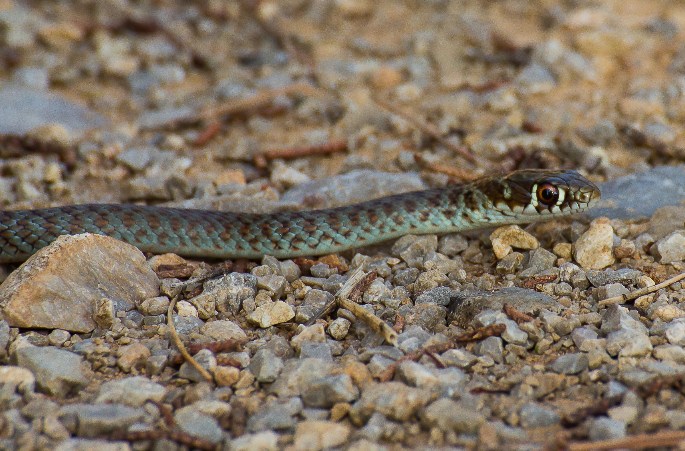 Green whip snake