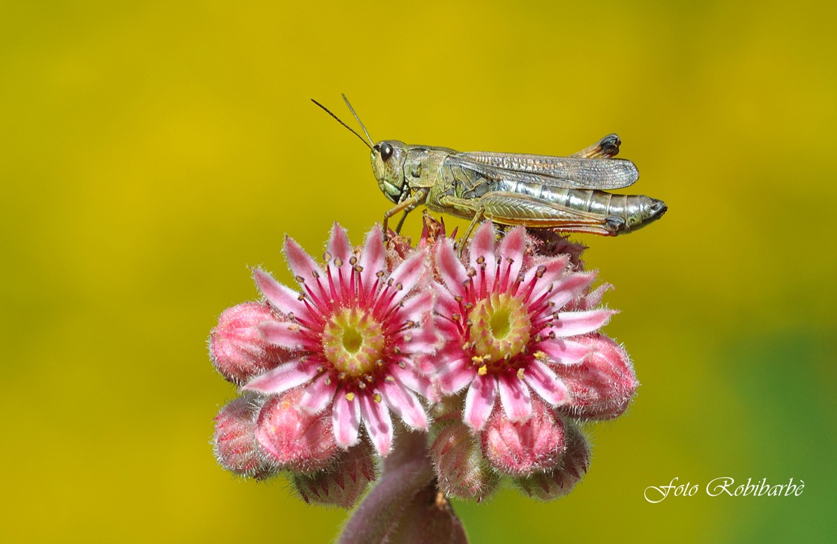 Ricordi semprevivi...