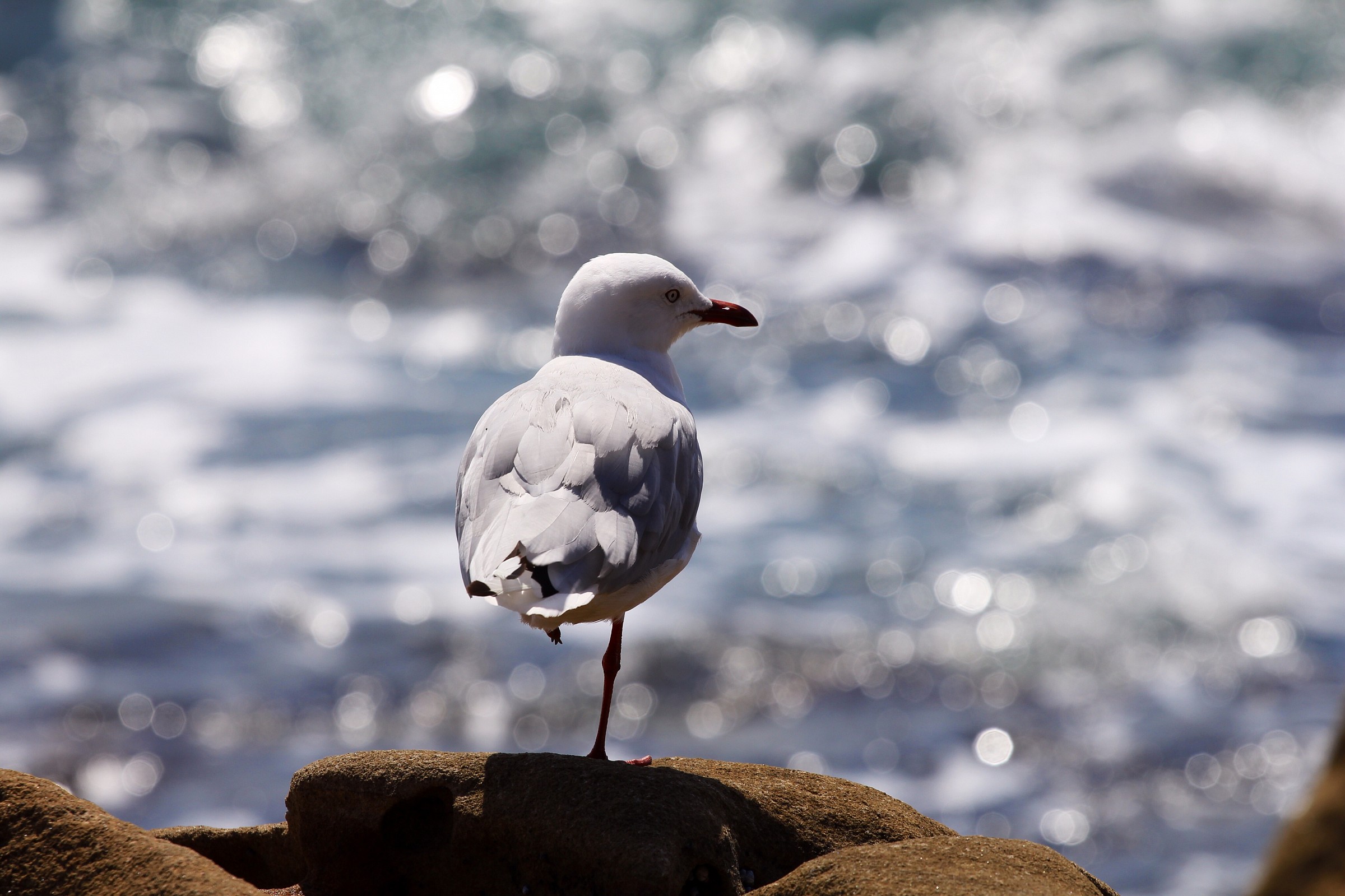 Seagull
