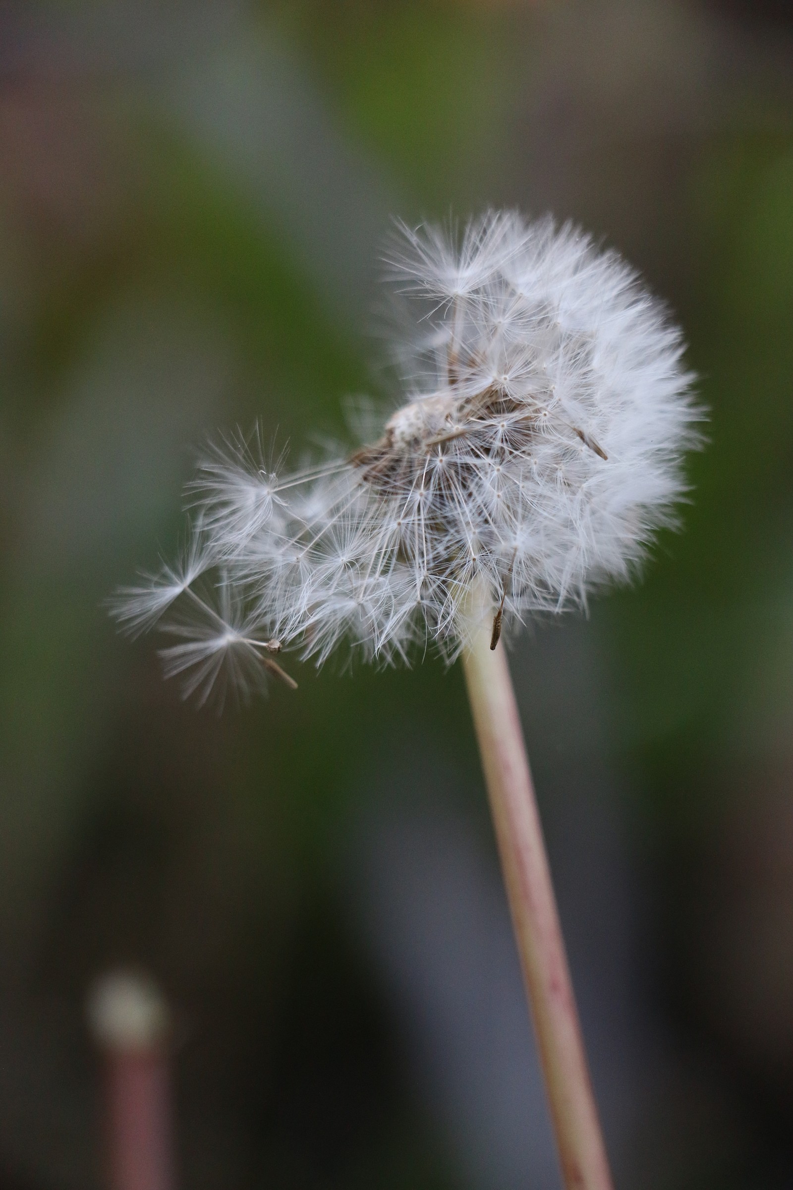 Dandelion