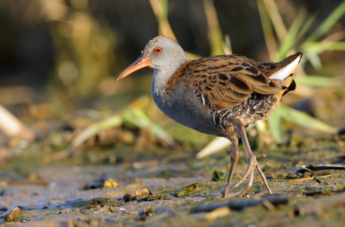 Water Rail