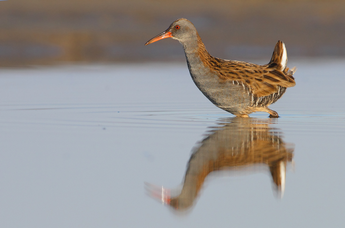 Water Rail