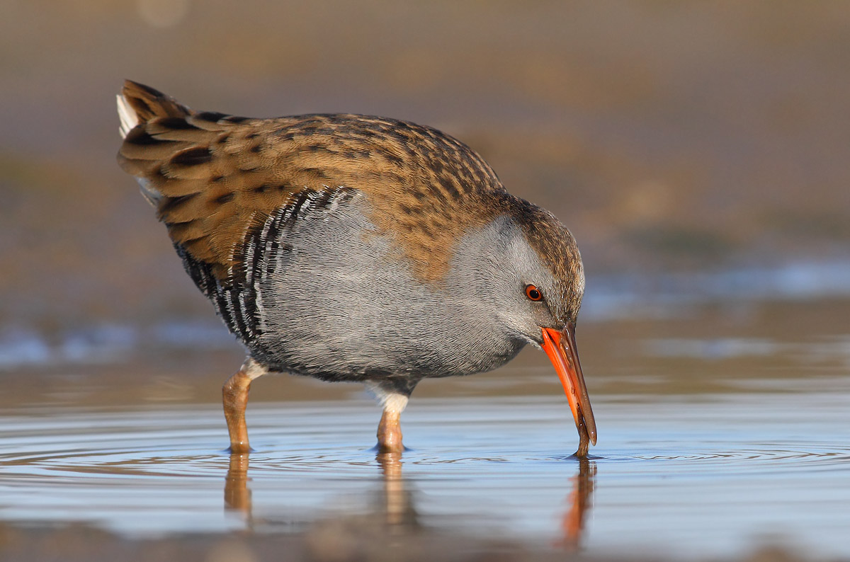 Rails with tremolina