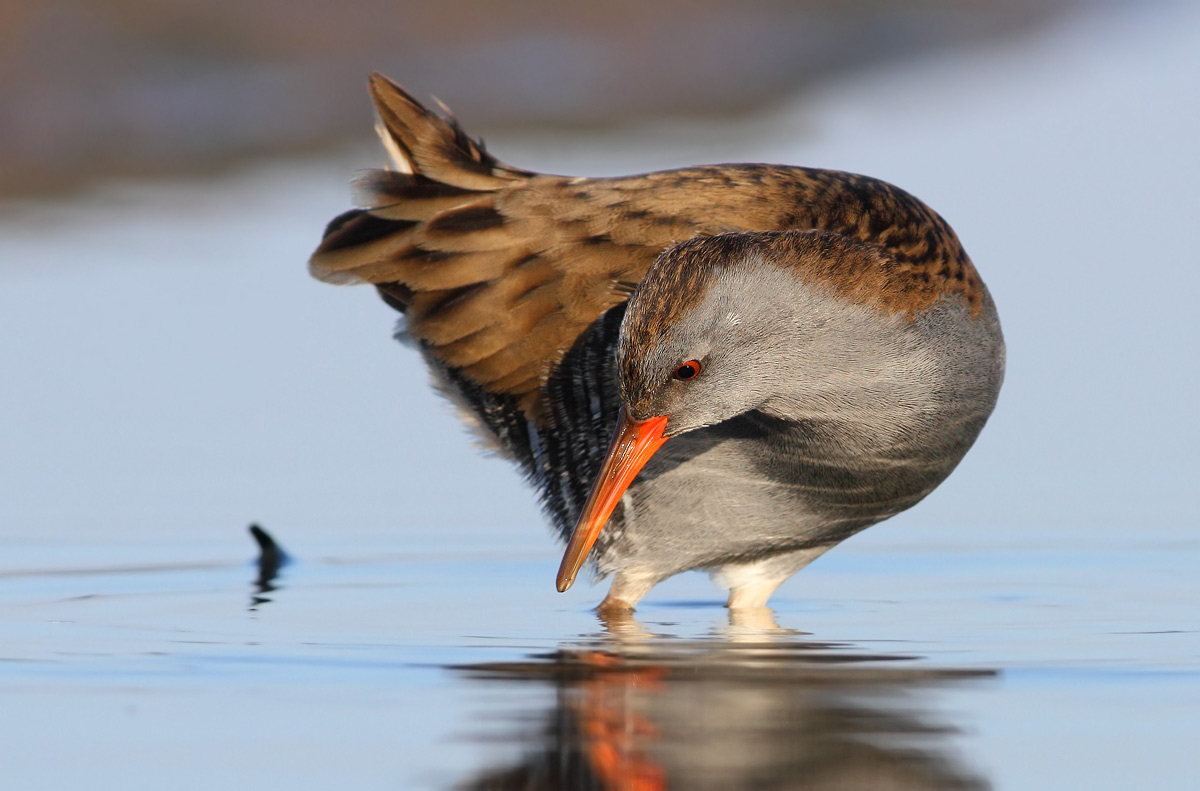 Water Rail