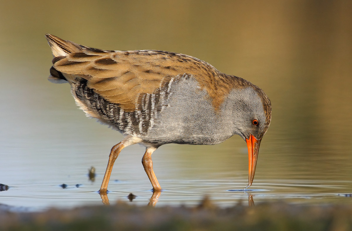 Water Rail