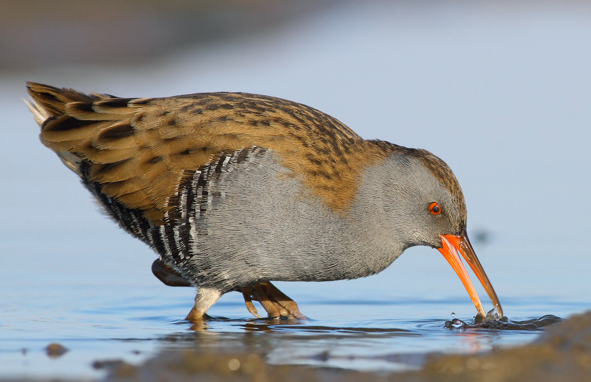Water Rail