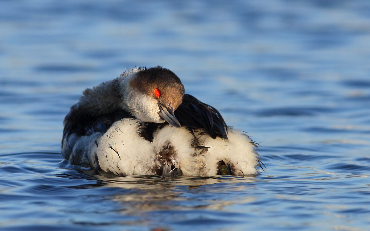 Black-necked Grebe