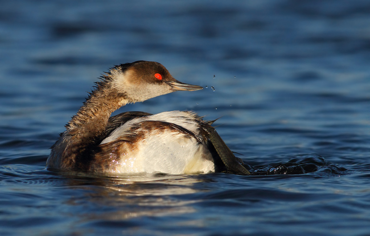 Black-necked Grebe
